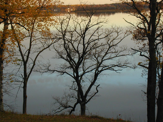 trees